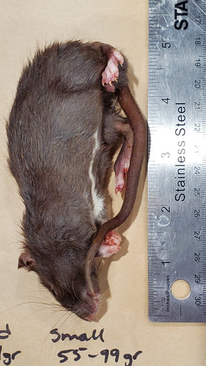 Rats Frozen Various Sizes