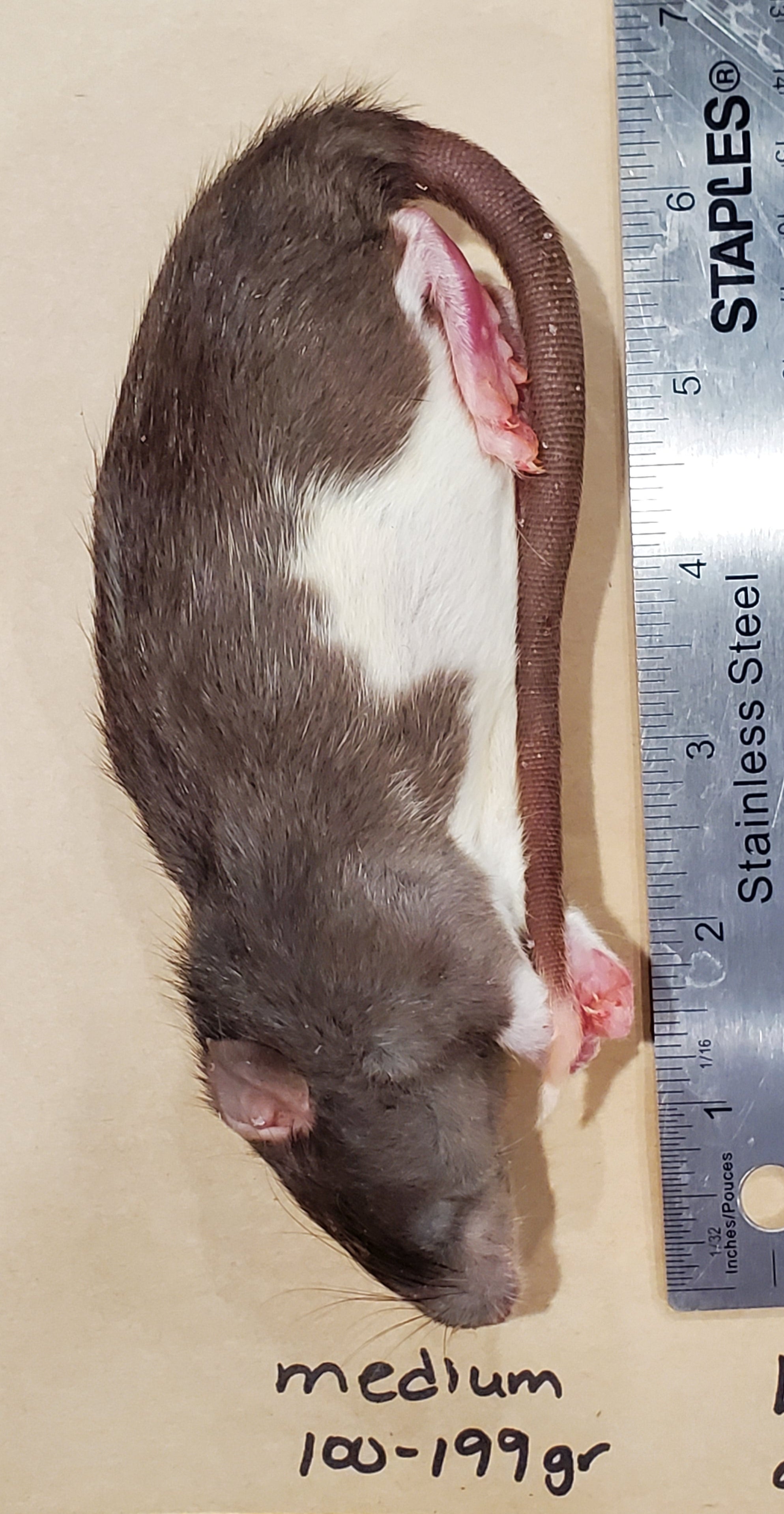 Frozen Scale Rats Rats Frozen Various Sizes – FirstStrike Reptile Supplies