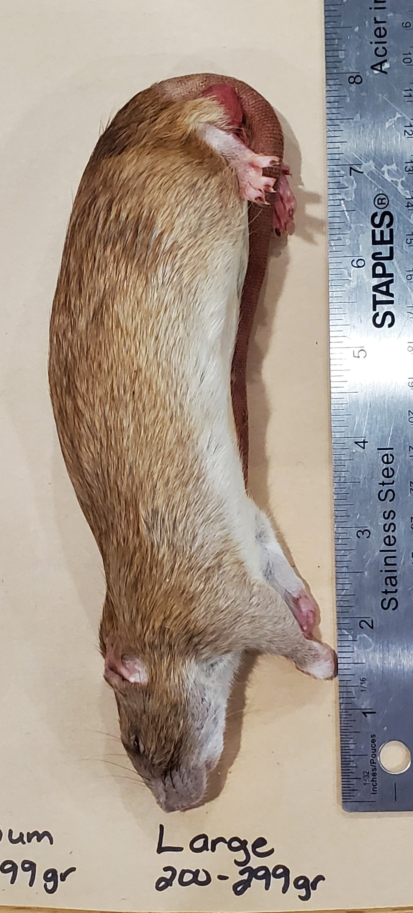 Rats Frozen Various Sizes – FirstStrike Reptile Supplies