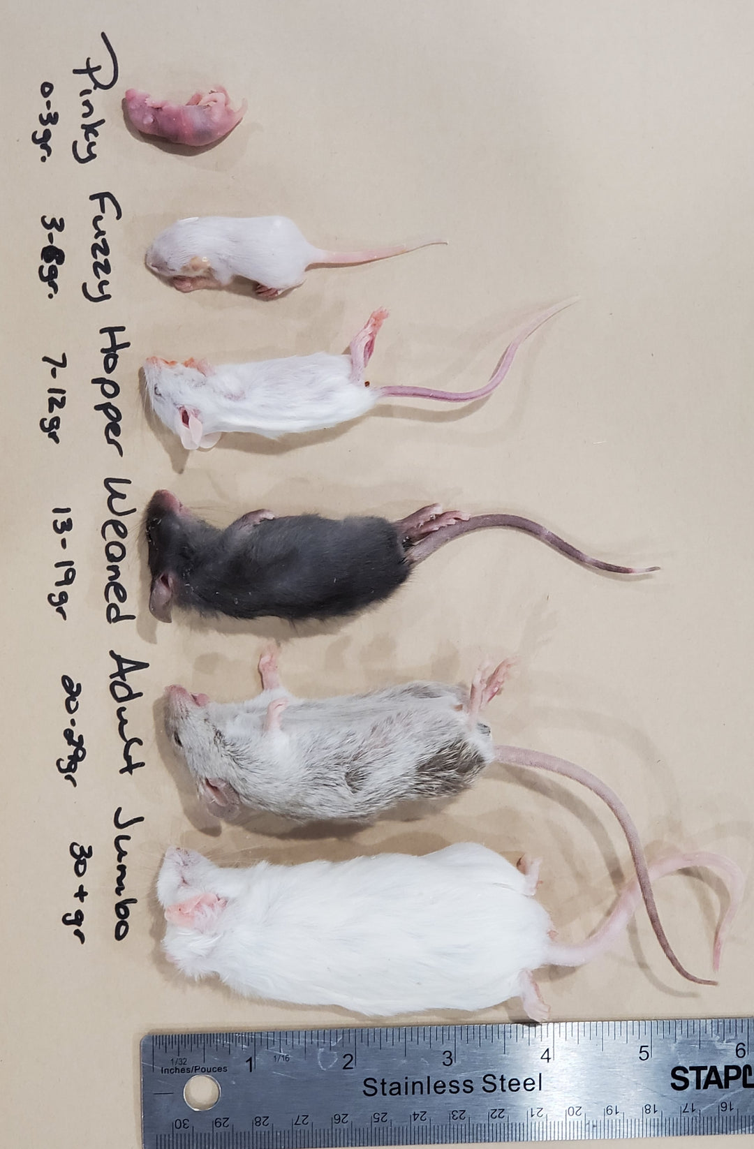 Mice Frozen Various Sizes FirstStrike Reptile Supplies
