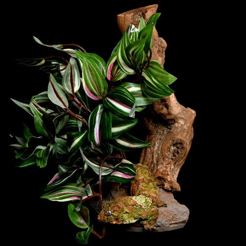 Decorative Wood with Plant